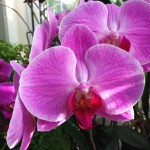 Orchids_Volunteer_Park_Conservatory