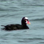 Surf Scoter 2