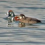 harlequin ducks