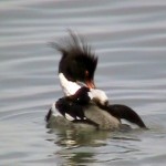 red-breasted merganser