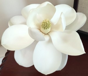 Magnolia grandiflora