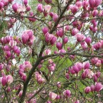 lily_magnolia