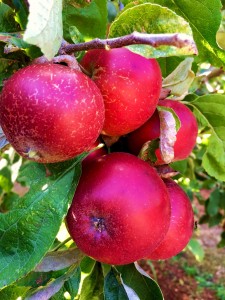 apples