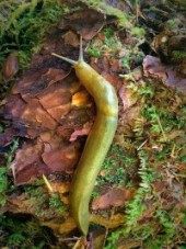 banana_slug